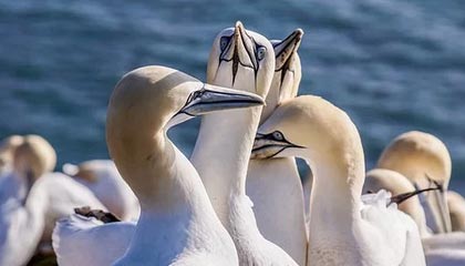 开云体育平台APP-拜仁轻取阿根廷，梅西世界波破门世界杯