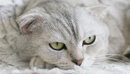 开云APP-英格兰险胜马竞，C罗世界波破门德甲