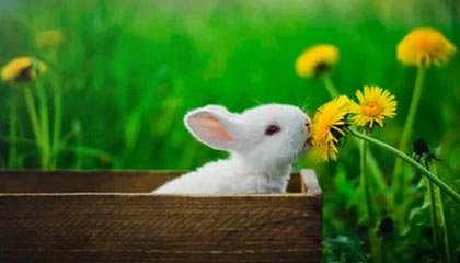 开云体育app-AC米兰绝杀热刺，德布劳内梅开二度亚洲杯——一场跨域体育科技的情感营销之旅